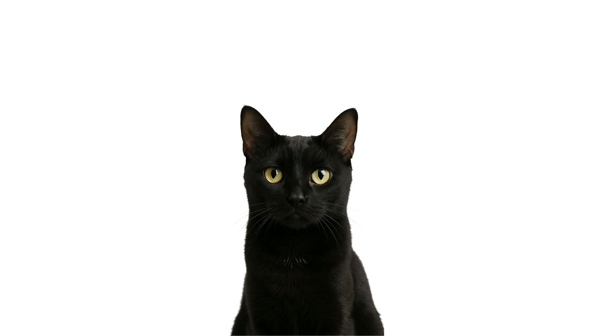 Sobre Vozes pelos Animais